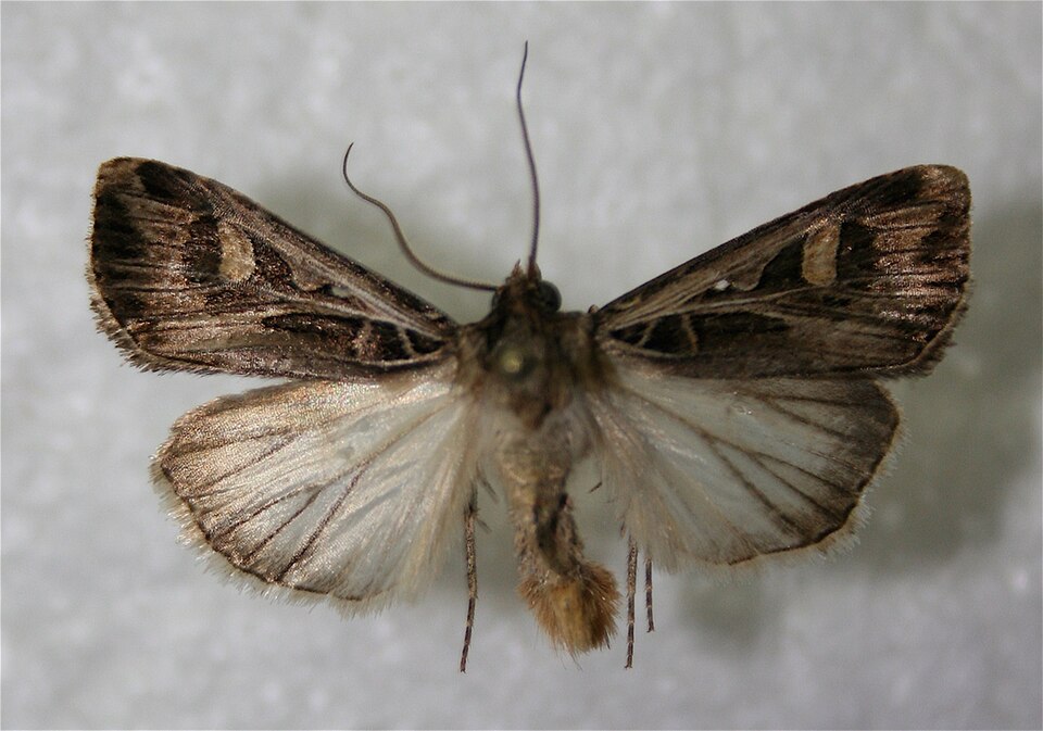 Photo of Dingy cutworm moth
