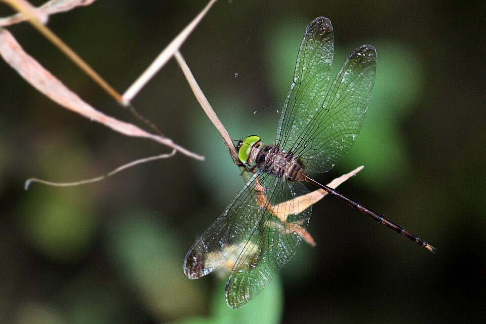 Photo of Dingy dusk-darter