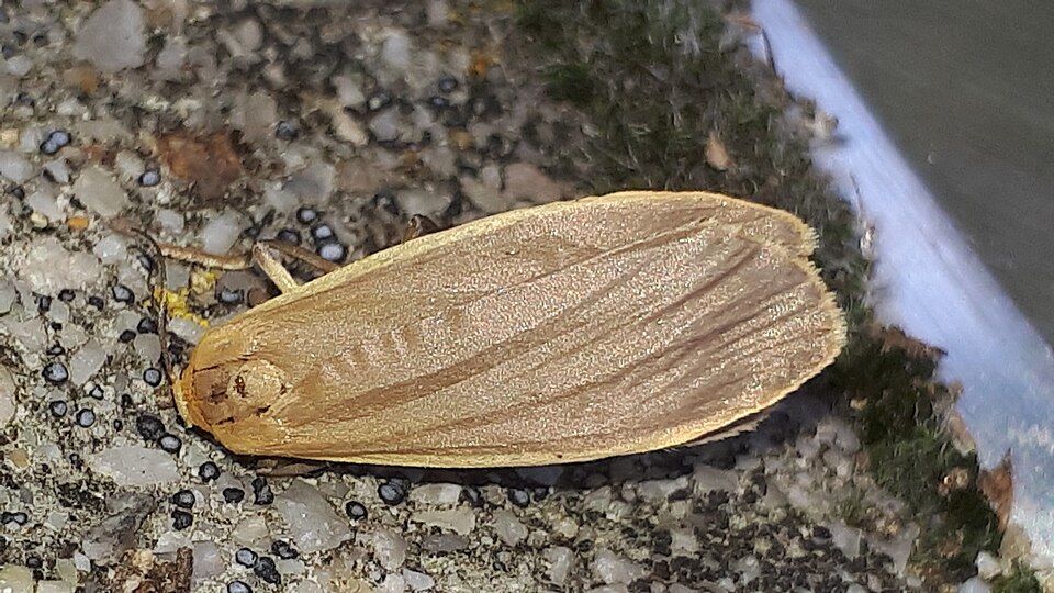 Photo of Dingy footman