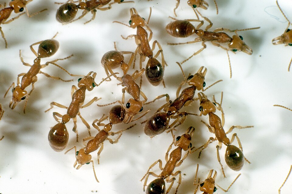 Photo of Dinosaur ant