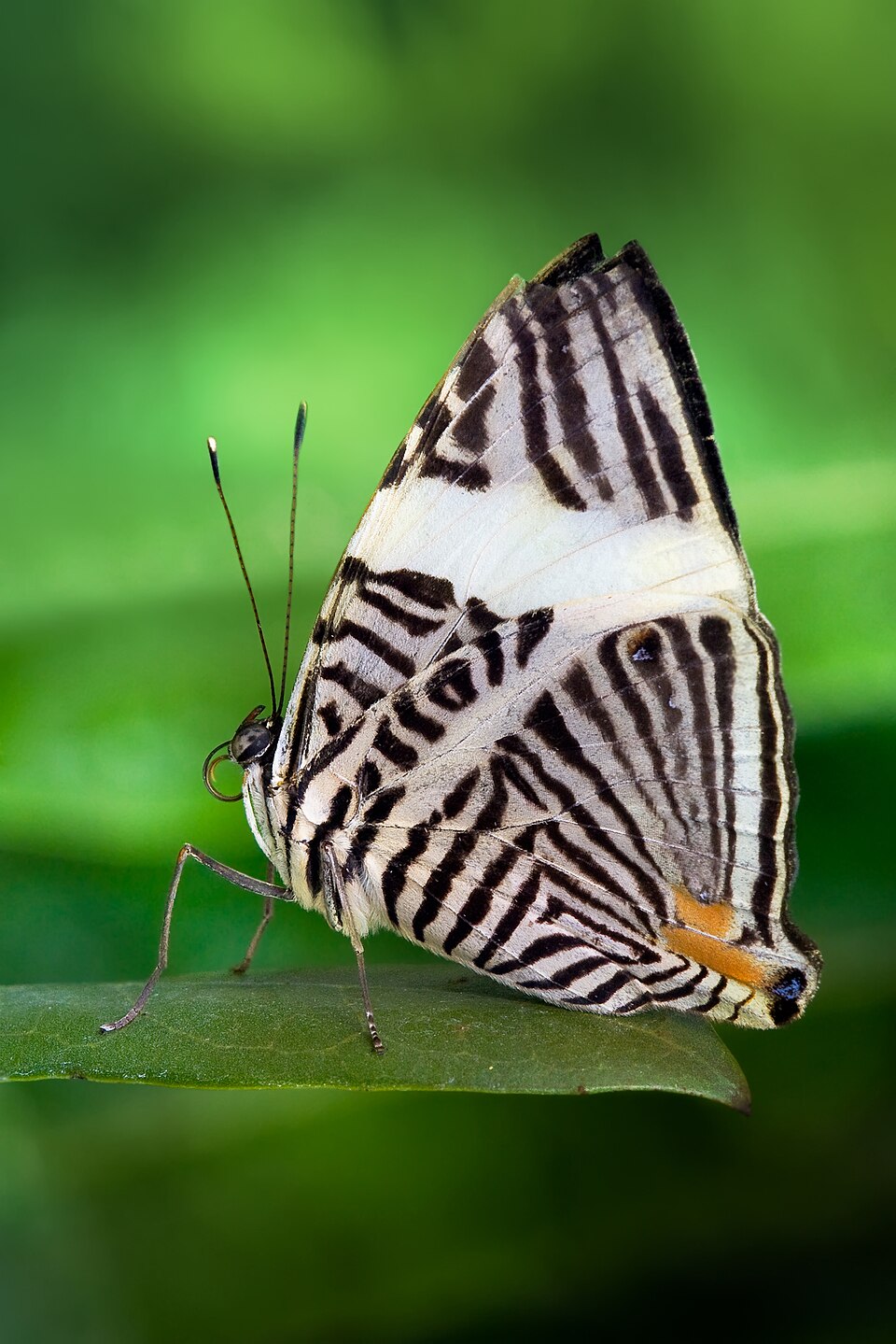 Photo of Dirce beauty