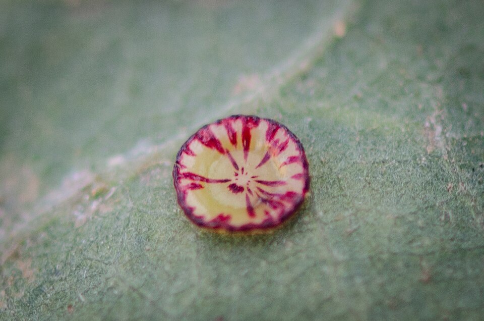 Photo of Disc gall wasp