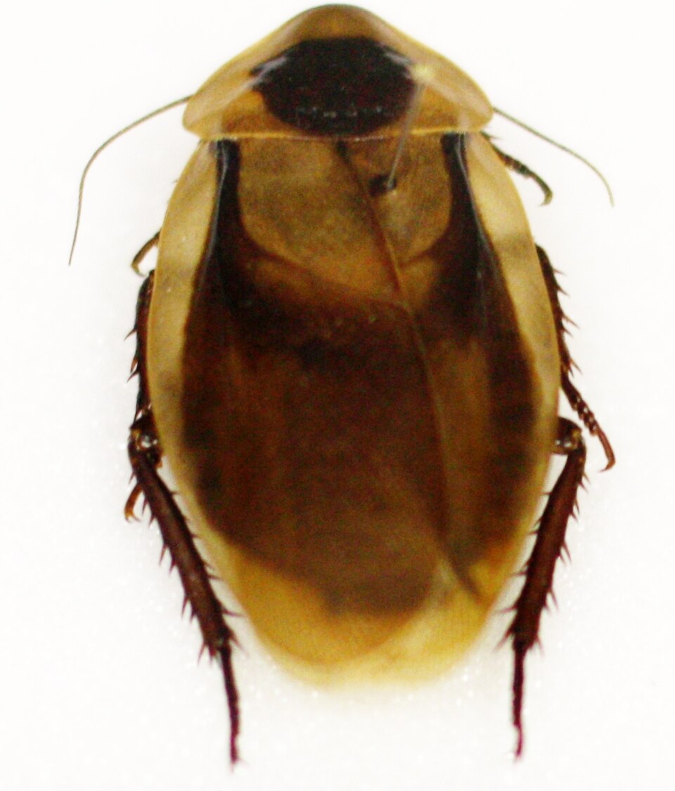 Photo of Discoid cockroach