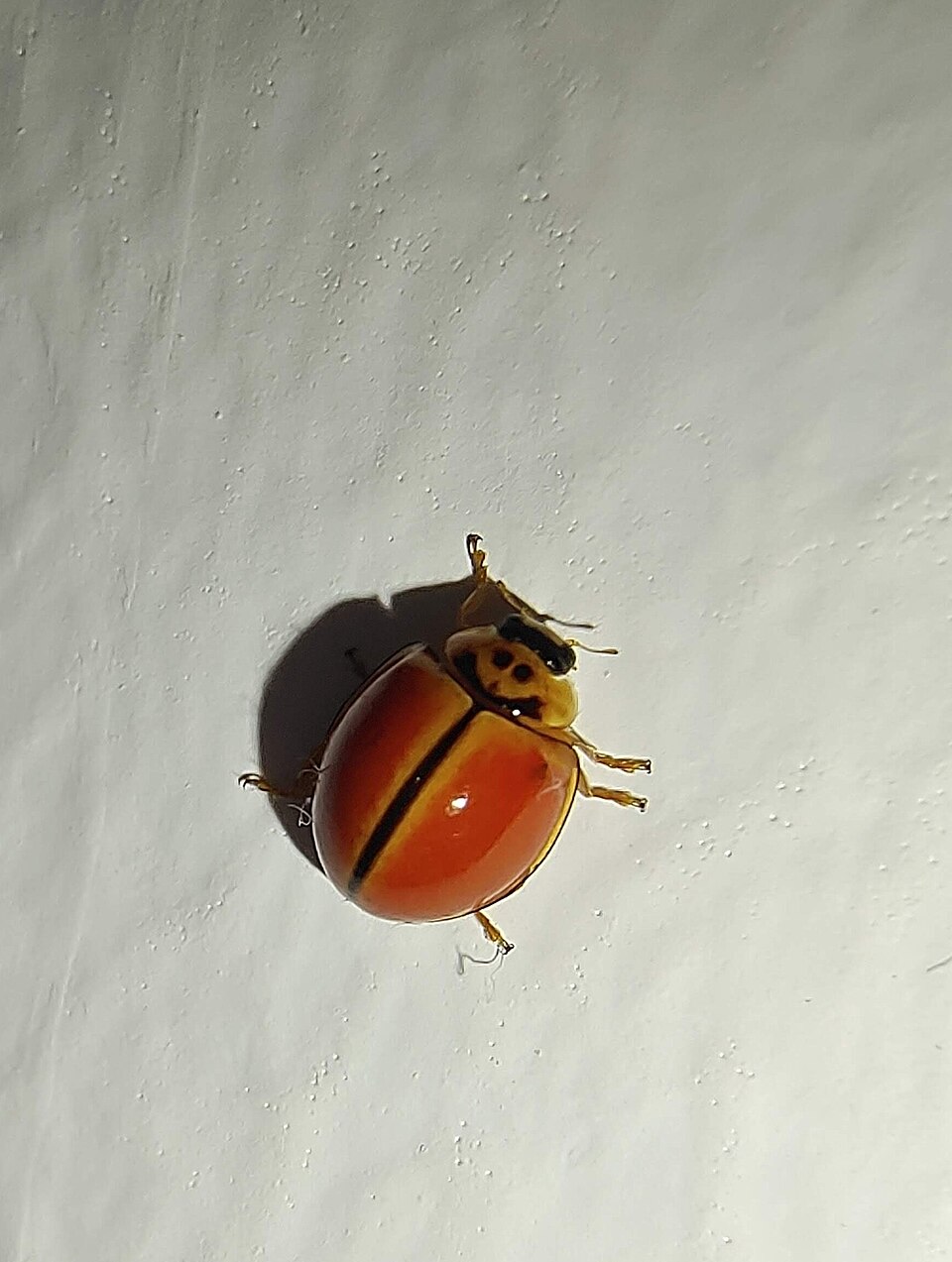 Photo of Discolored lady beetle