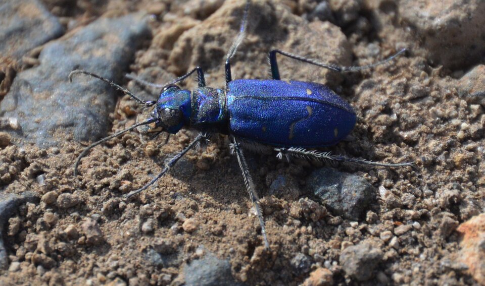 Photo of Dispirited tiger beetle