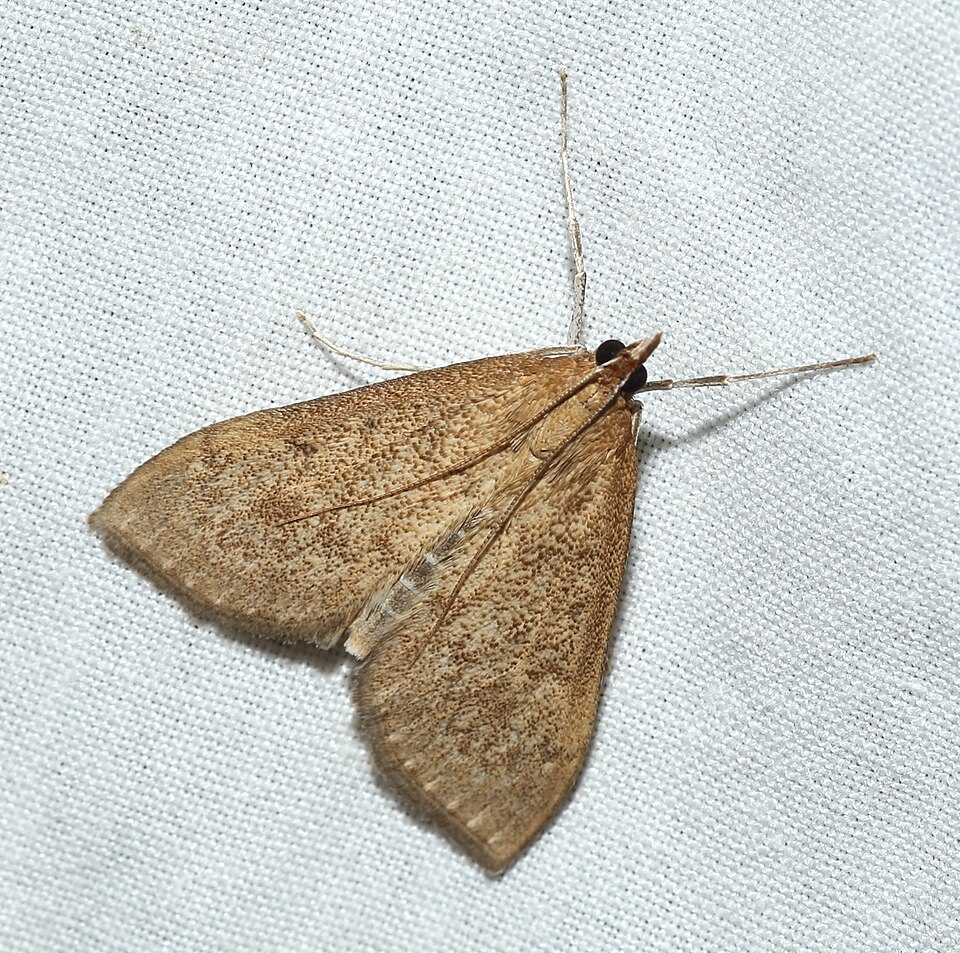 Photo of Dogbane saucrobotys moth
