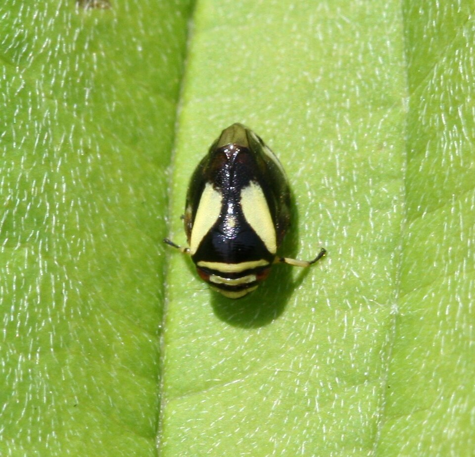 Photo of Dogwood spittlebug