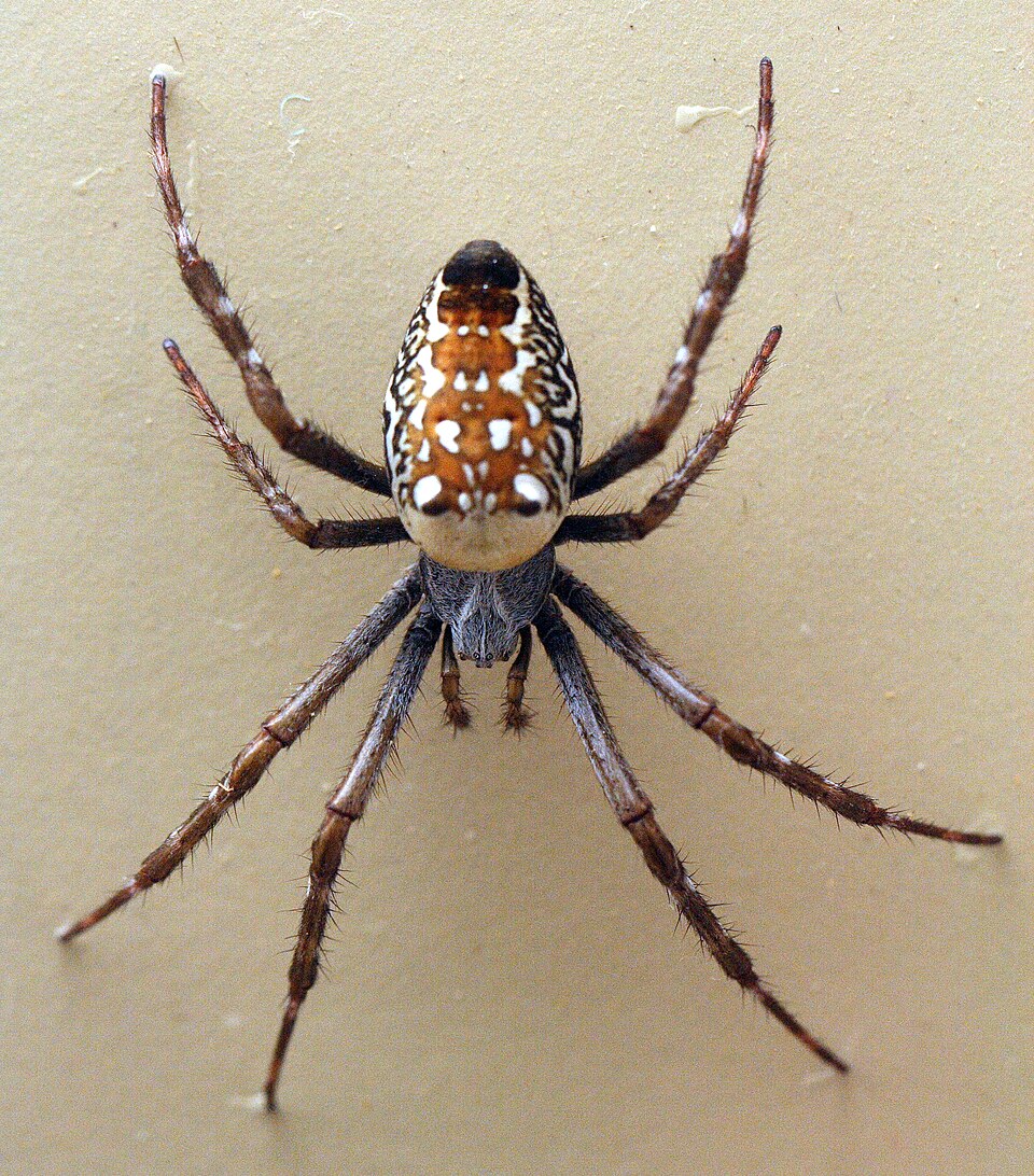 Photo of Dome web spider