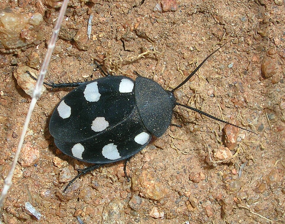 Photo of Domino cockroach