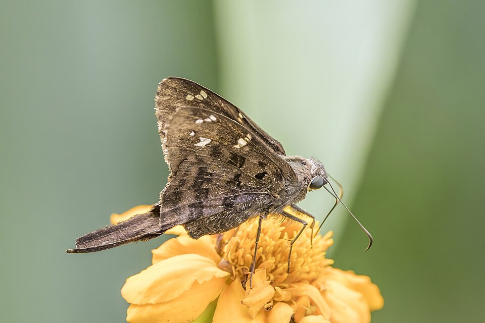 Photo of Dorantes longtail