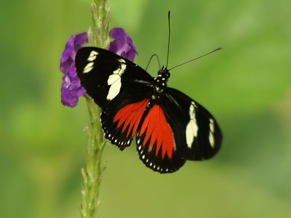 Photo of Doris longwing