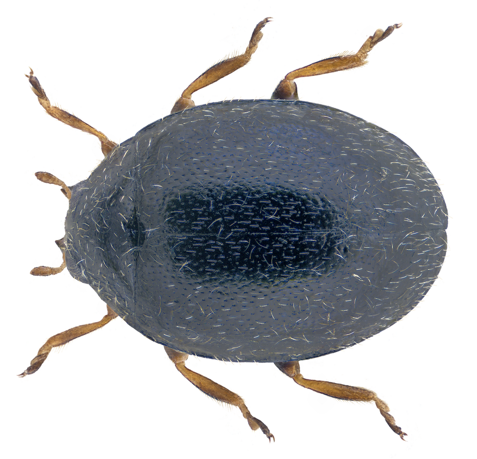 Photo of Dot ladybird