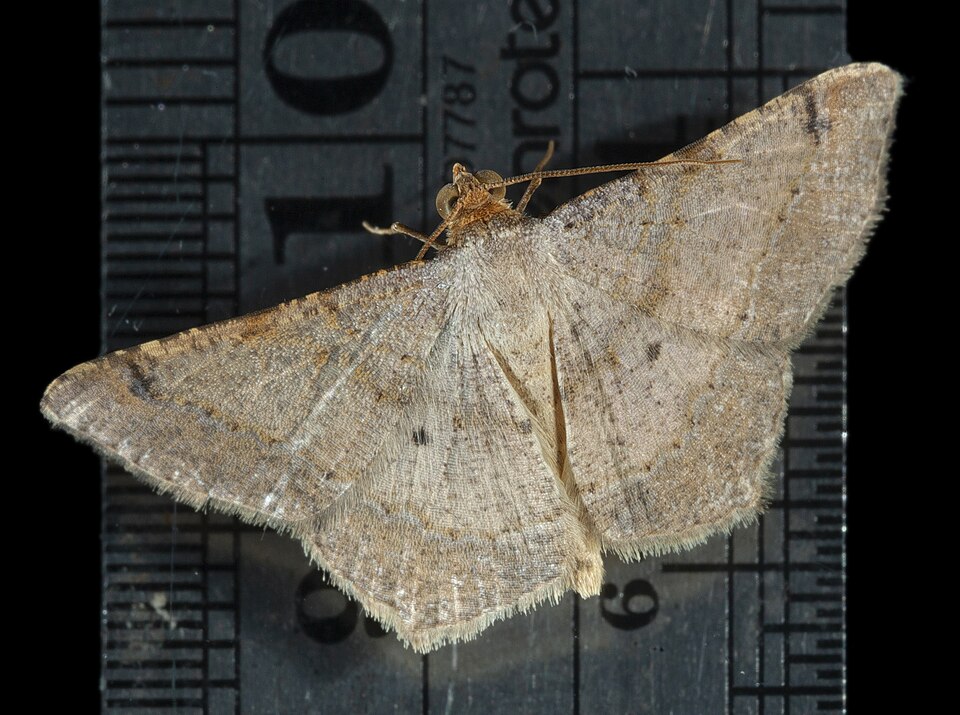 Photo of Dot-lined angle