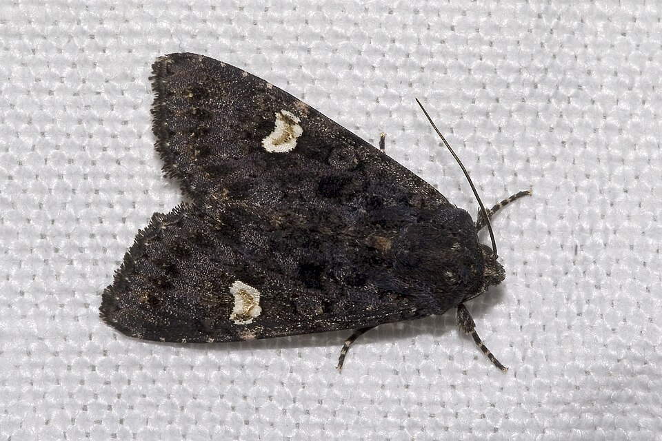 Photo of Dot moth