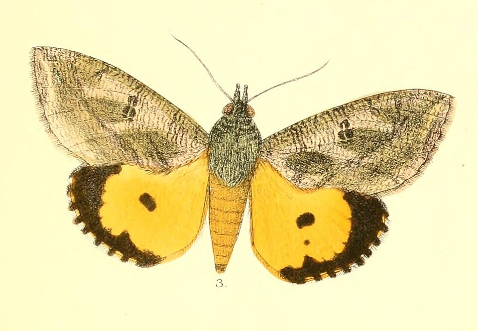 Photo of Dot-underwing moth