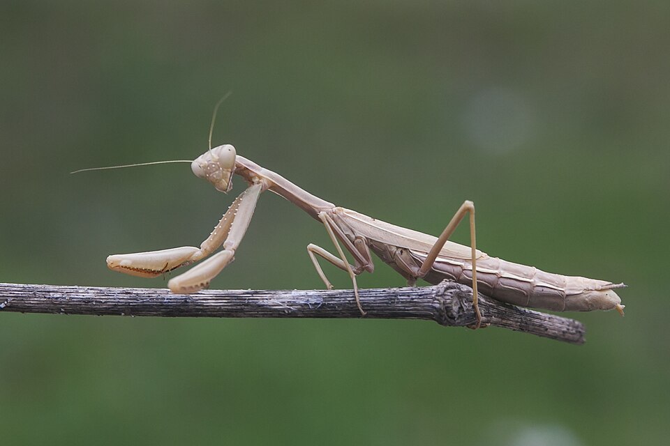 Photo of Dot-winged mantis