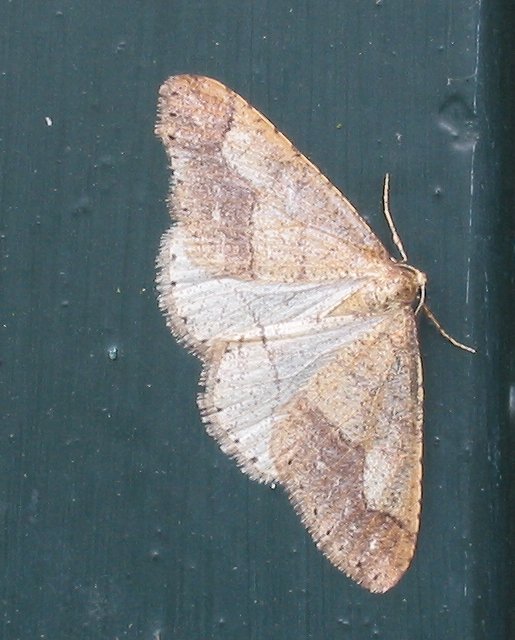 Photo of Dotted border moth