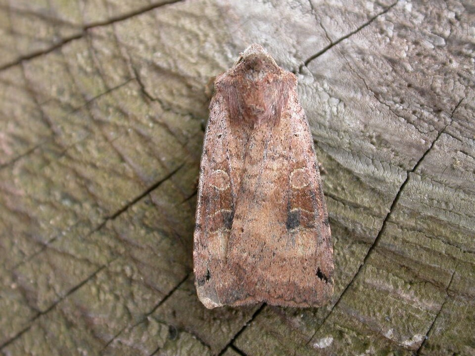 Photo of Dotted clay