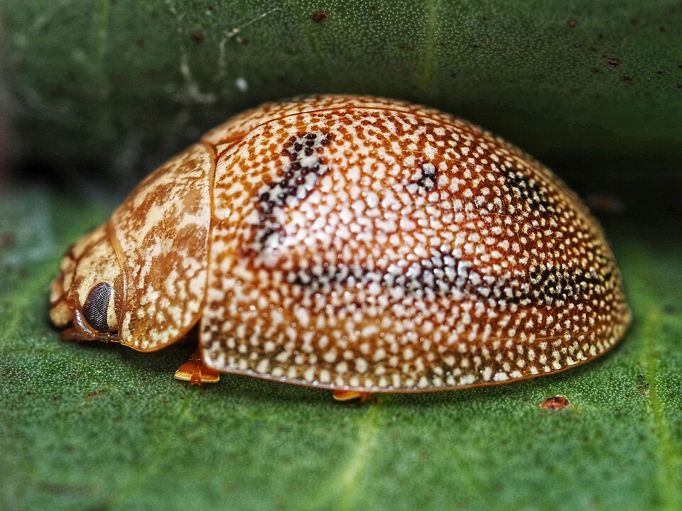 Photo of Dotted paropsine leaf beetle