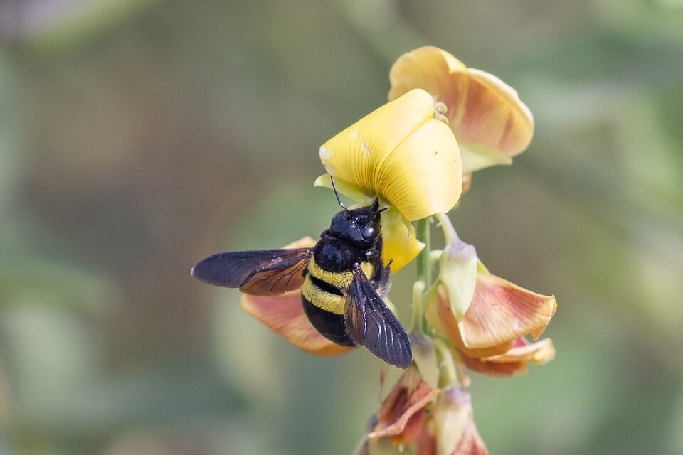 Photo of Double-banded carpenter bee
