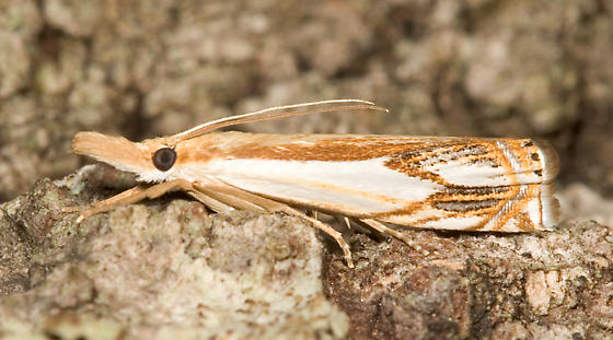 Photo of Double-banded grass-veneer