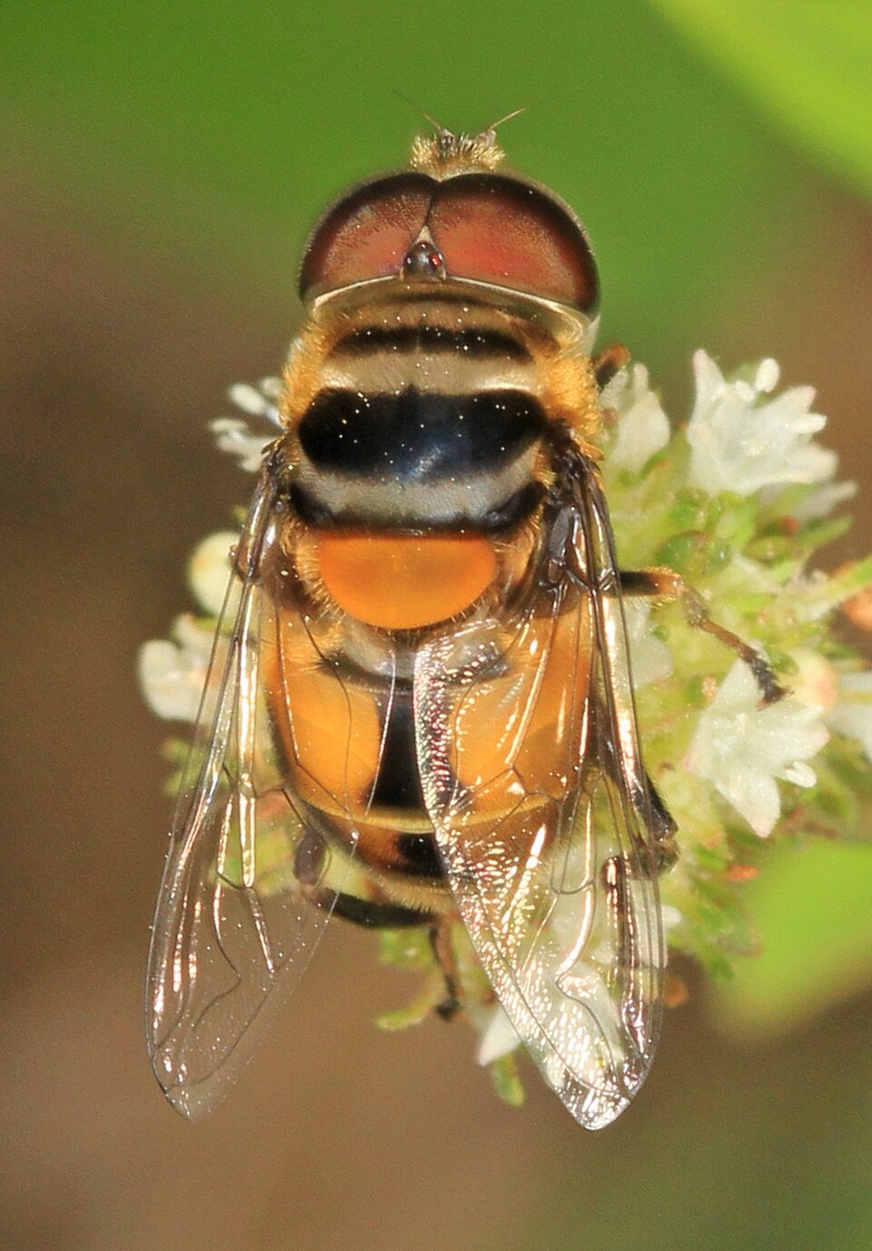 Photo of Double-banded plushback