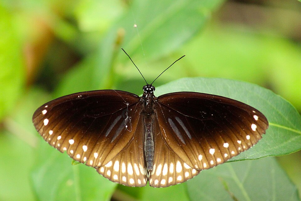 Photo of Double-branded crow butterfly