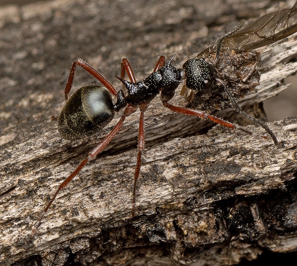 Photo of Double-spined dolly ant