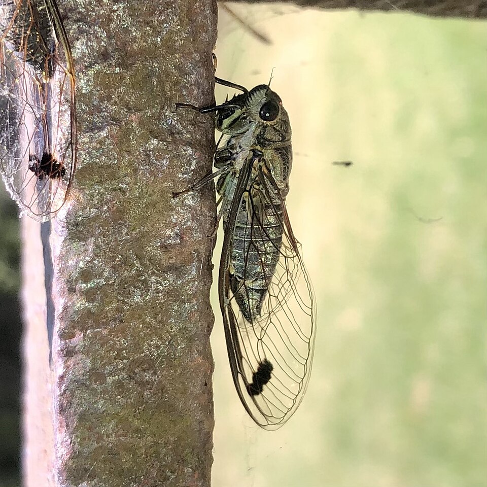 Photo of Double-spotted cicada