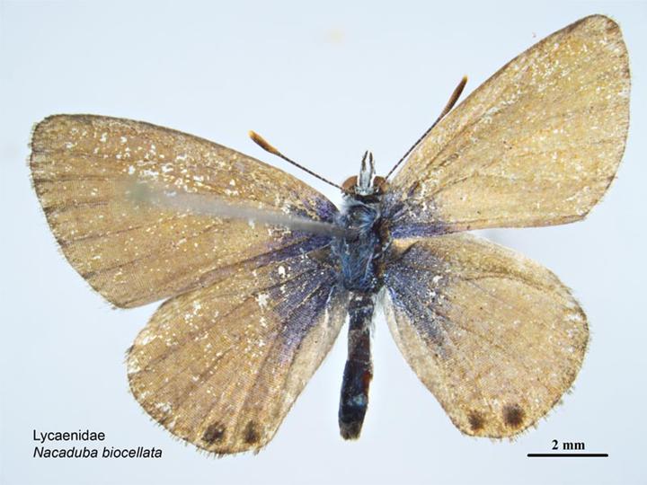 Photo of Double-spotted line blue