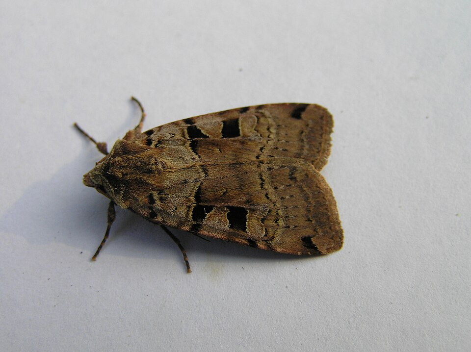 Photo of Double square-spot