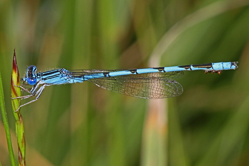 Photo of Double-striped bluet