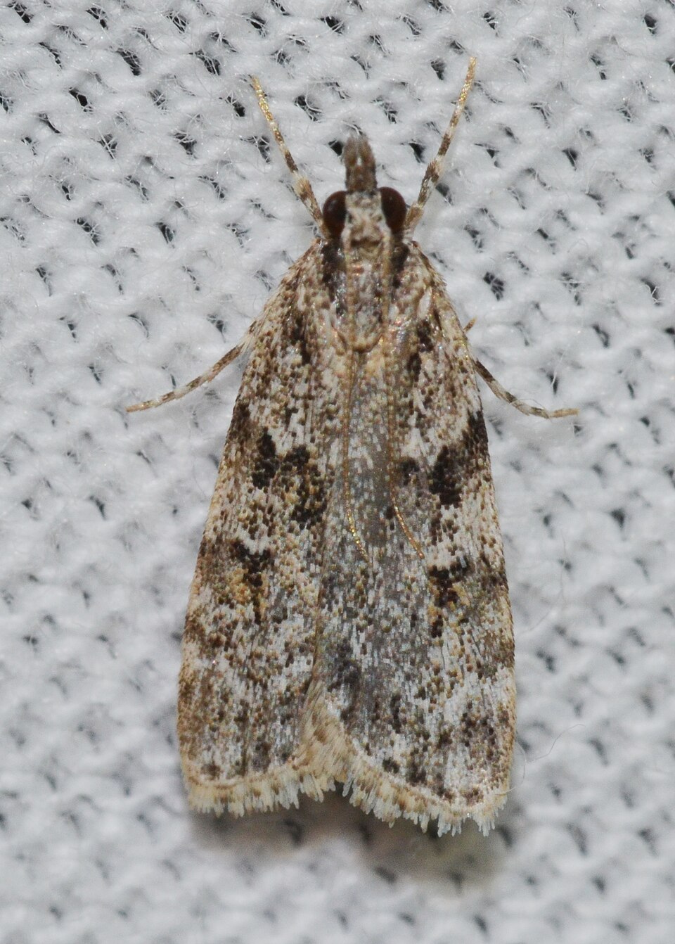 Photo of Double-striped scoparia moth