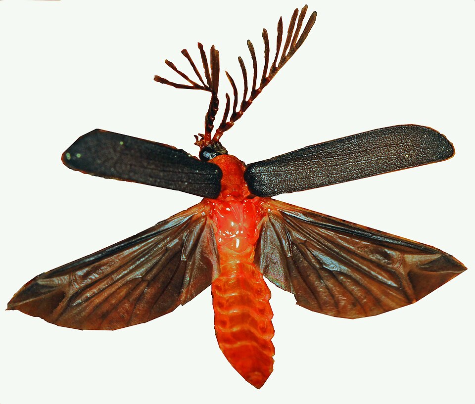 Photo of Douglas fir glow-worm
