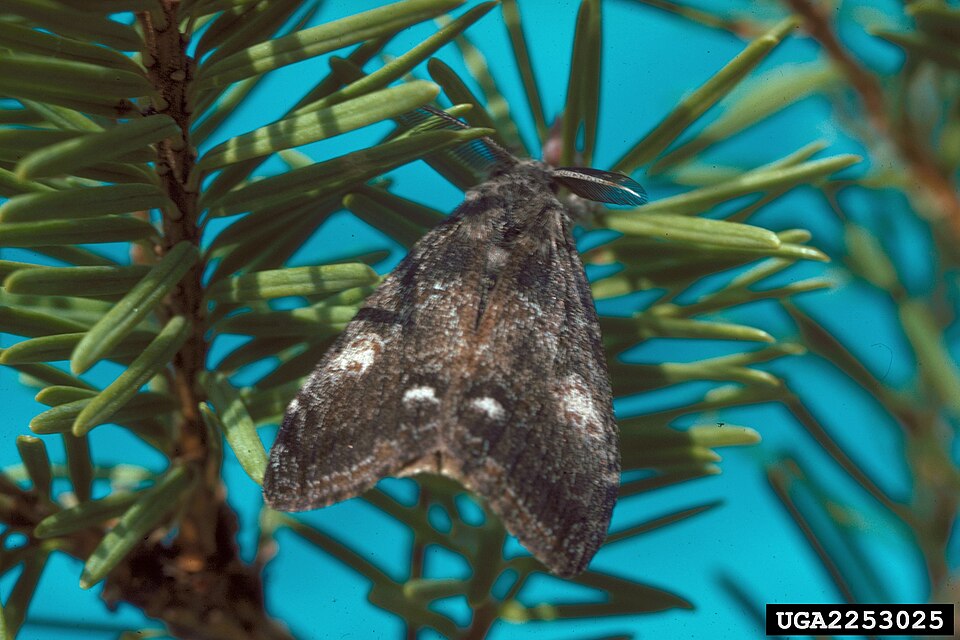 Photo of Douglas-fir tussock moth