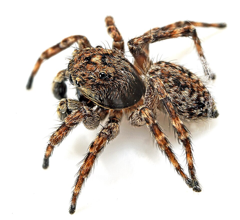 Photo of Downy jumping spider
