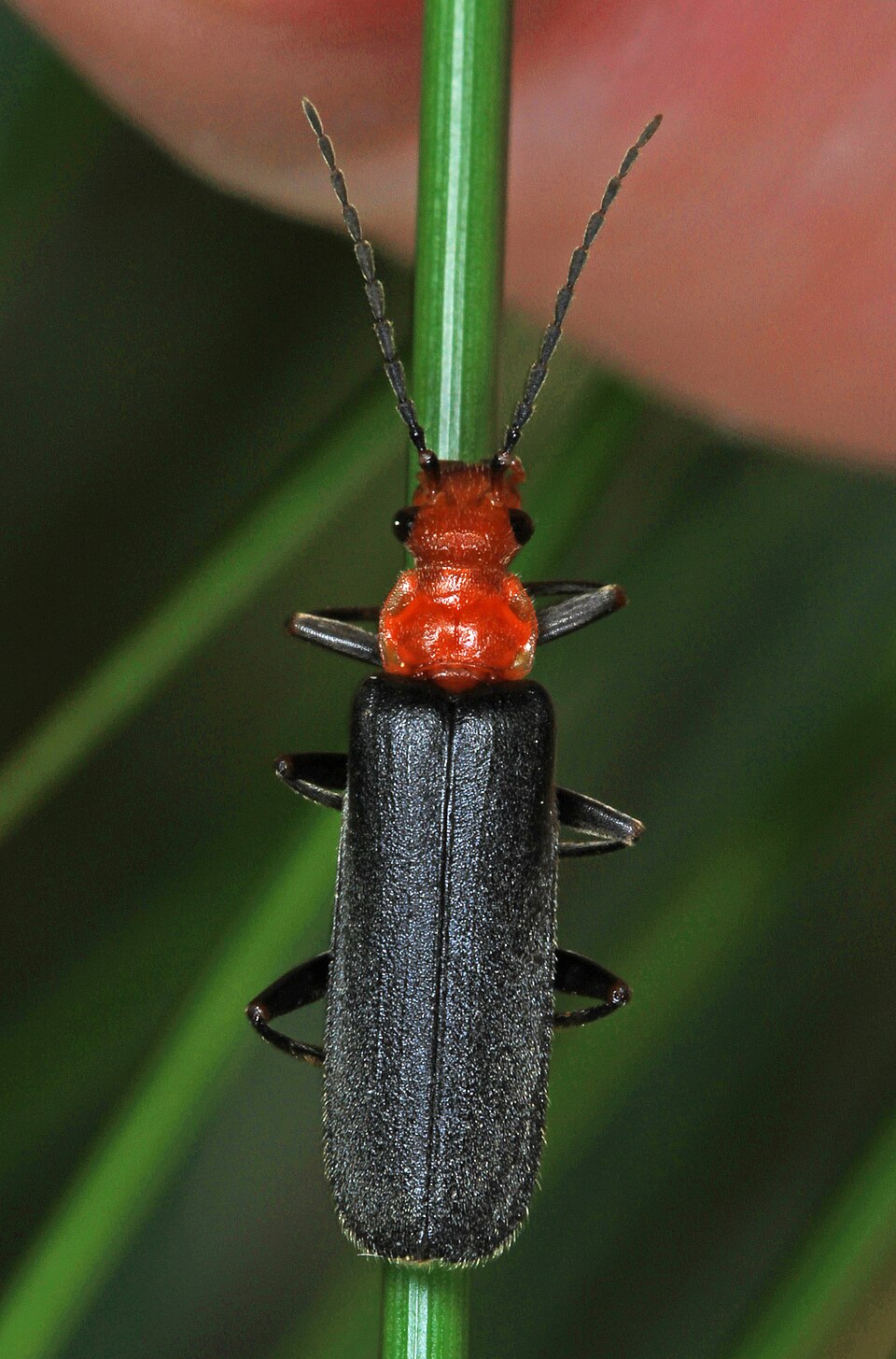 Photo of Downy leather-winged beetle