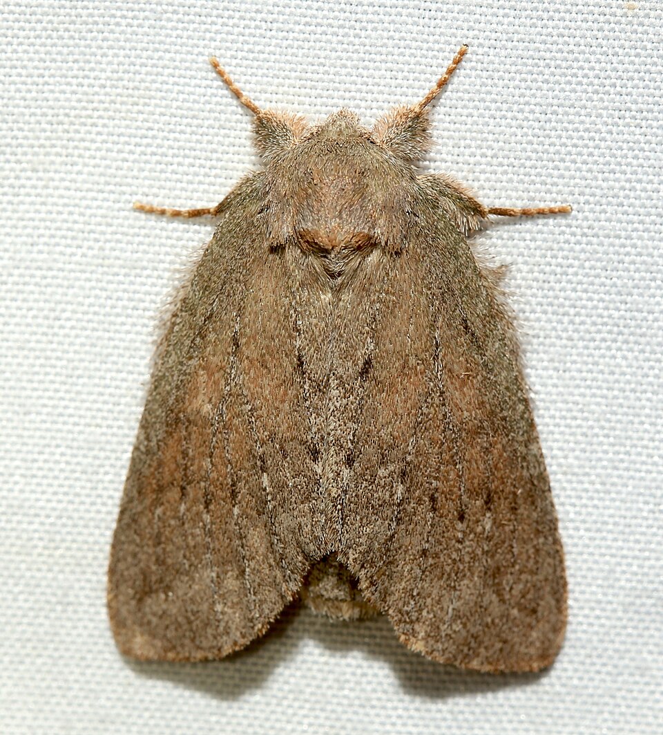 Photo of Drab prominent