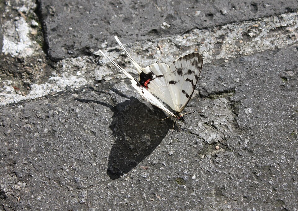 Photo of Dragon swallowtail