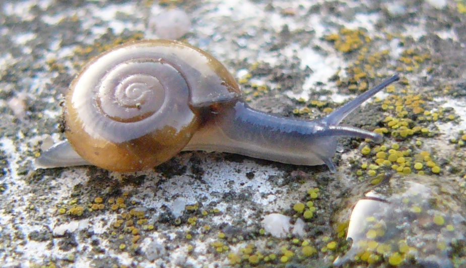 Photo of Draparnaud's glass snail