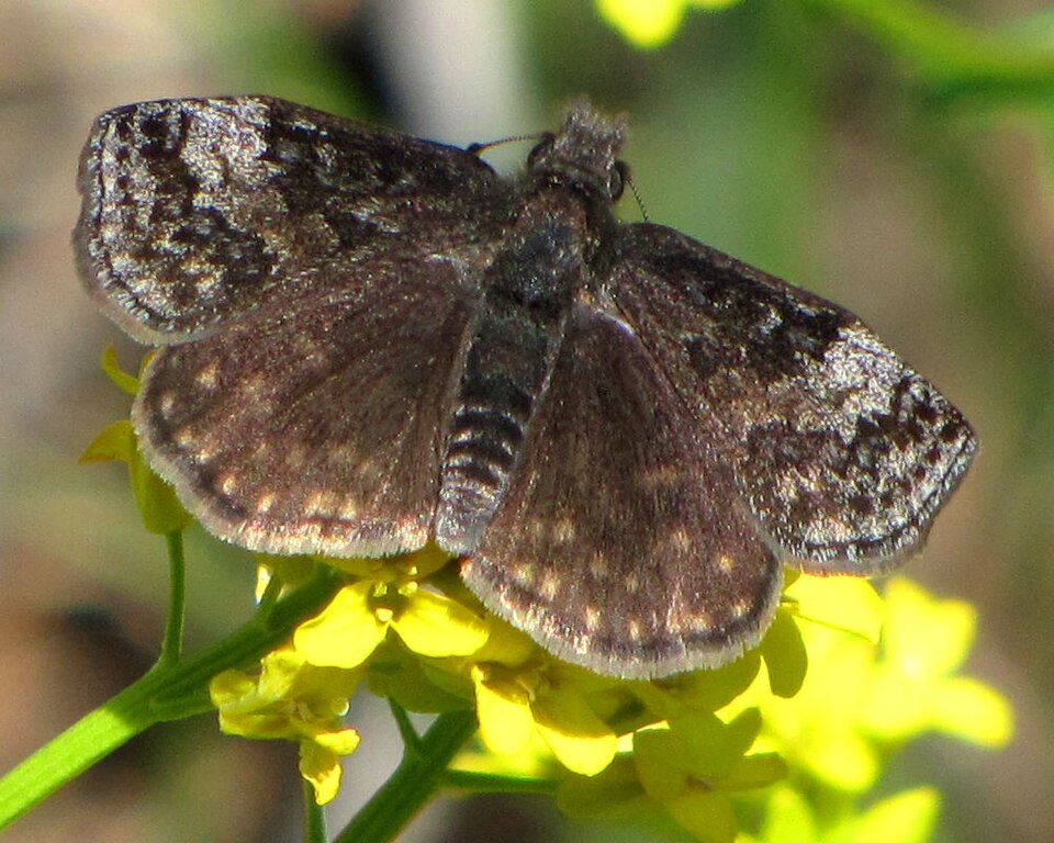 Photo of Dreamy duskywing