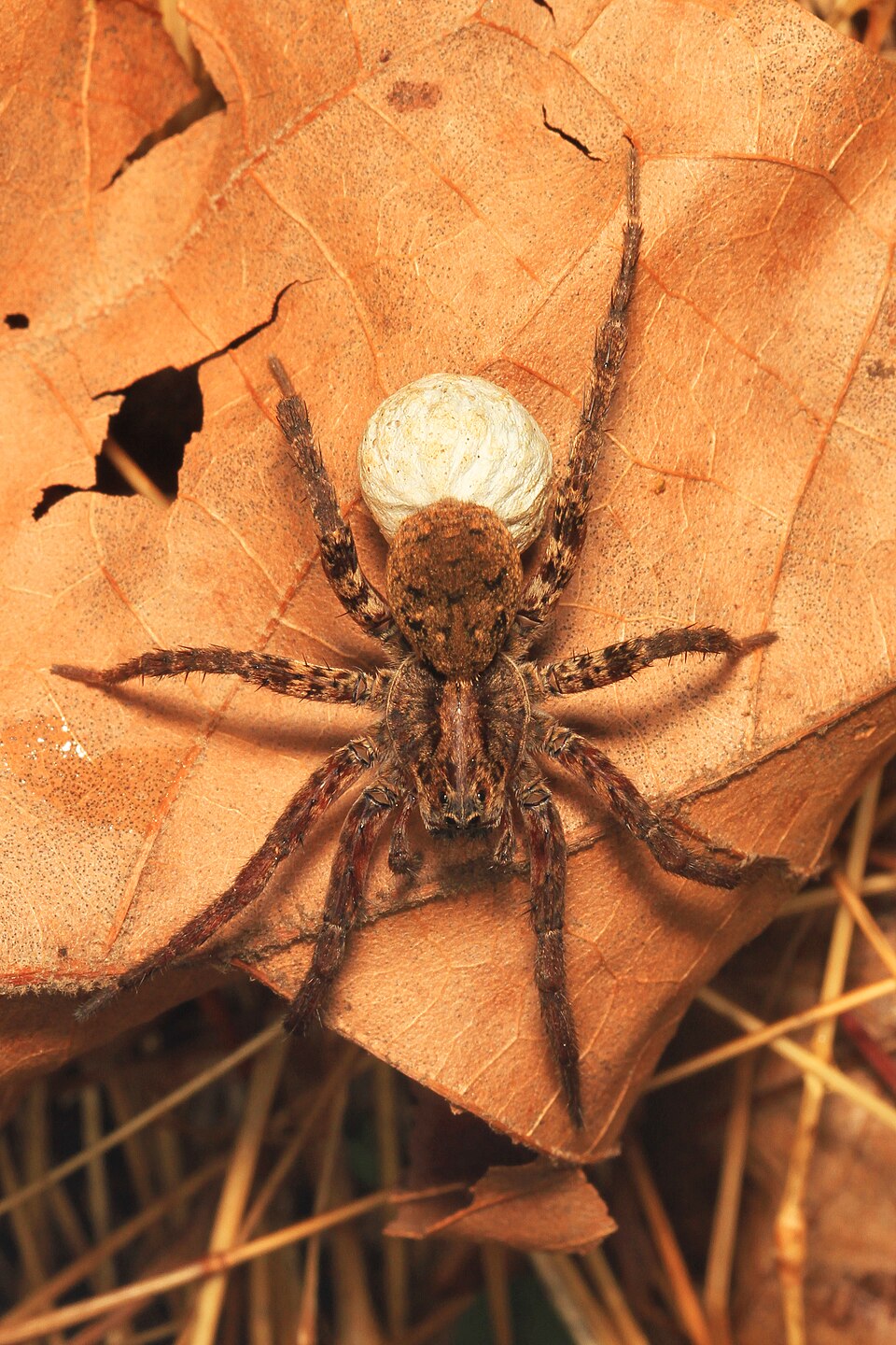 Photo of Drumming sword wolf spider