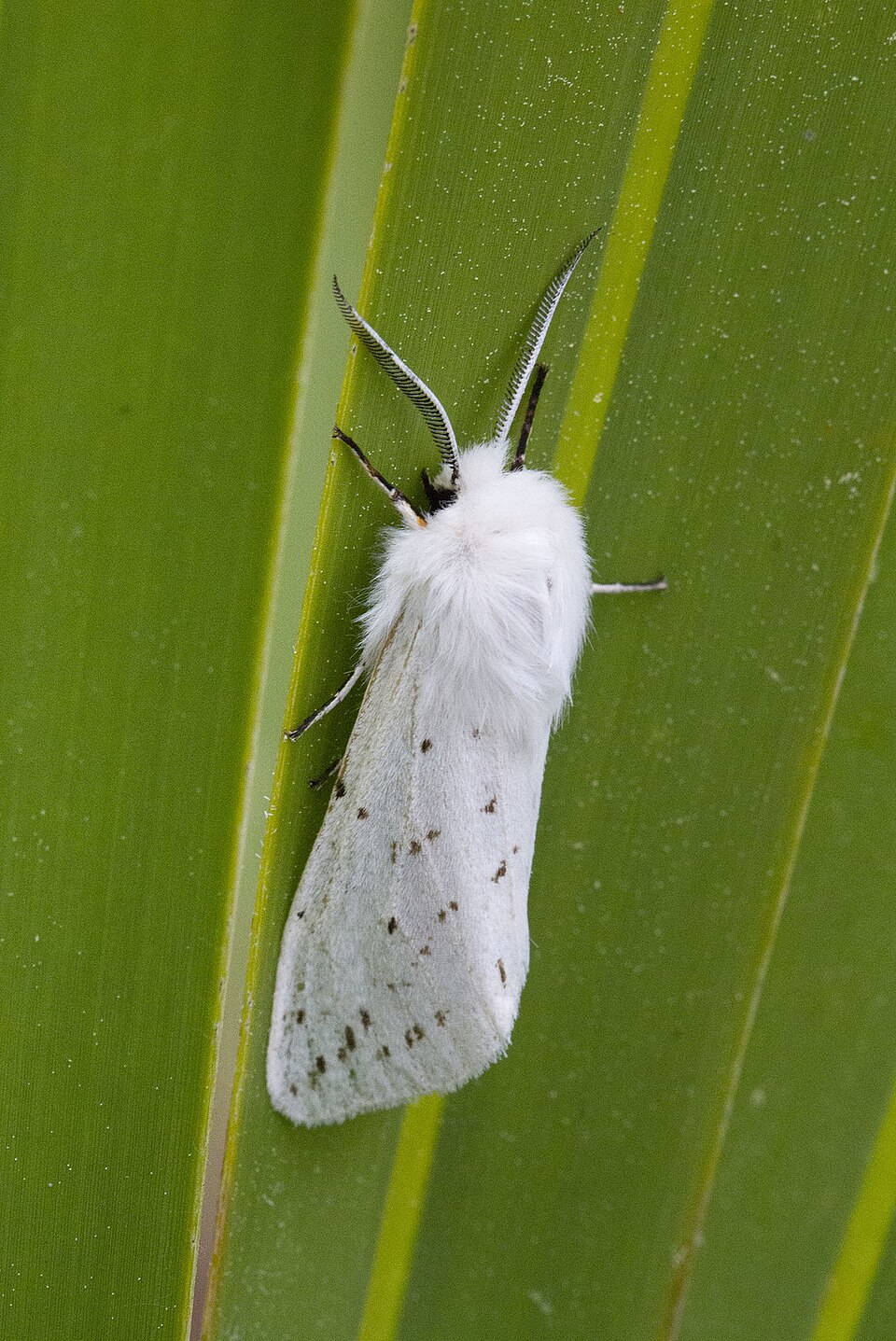 Photo of Dubious tiger moth