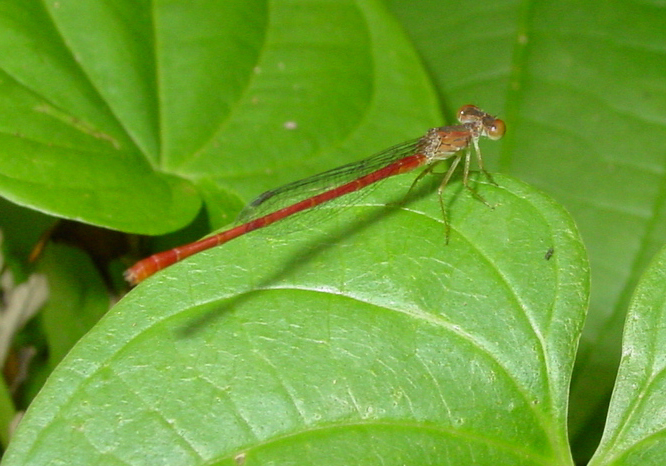 Photo of Duckweed firetail