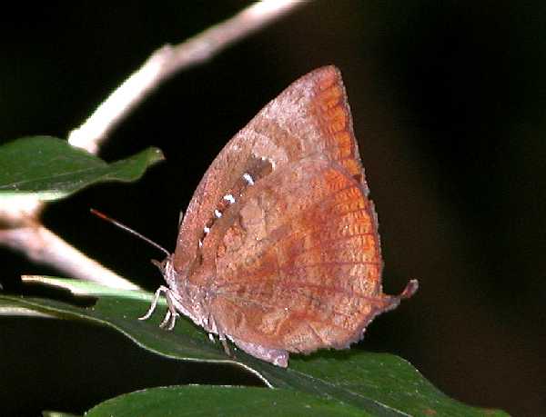 Photo of Dull oak-blue