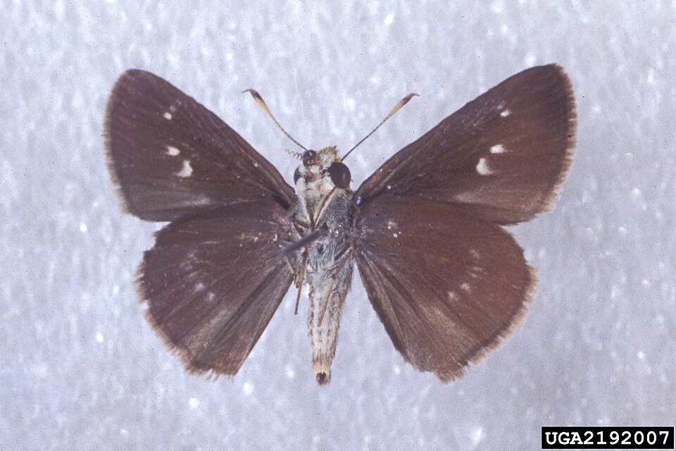 Photo of Dun skipper