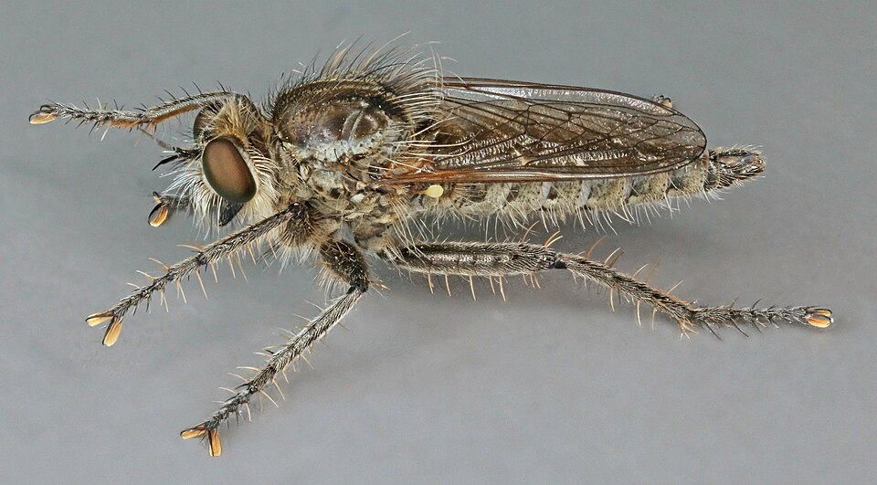 Photo of Dune robber fly