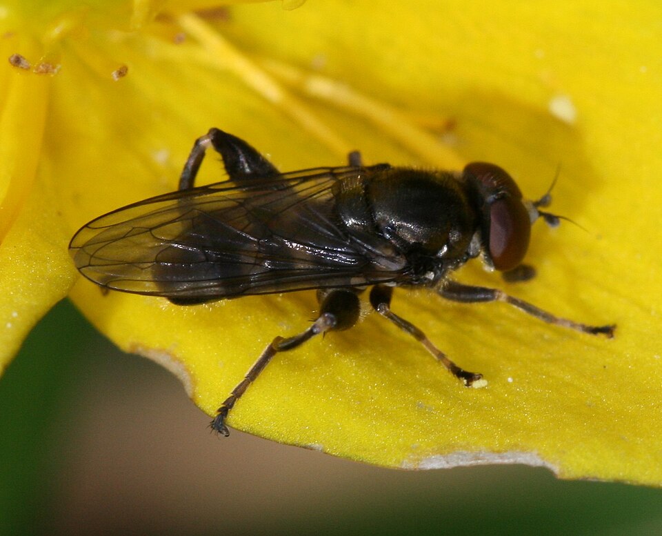 Photo of Dusky-banded leafwalker