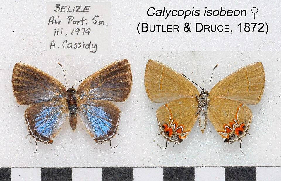 Photo of Dusky-blue groundstreak