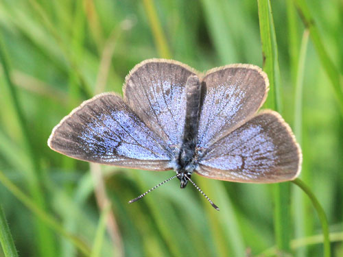 Photo of Dusky large blue